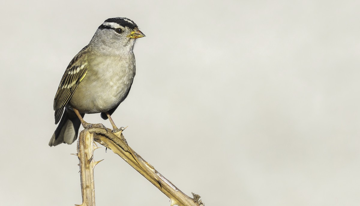 White-crowned Sparrow (pugetensis) - Connor Cochrane