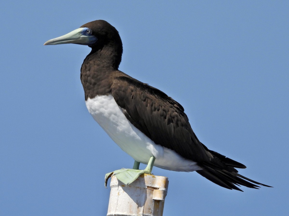 Brown Booby - ML497247591
