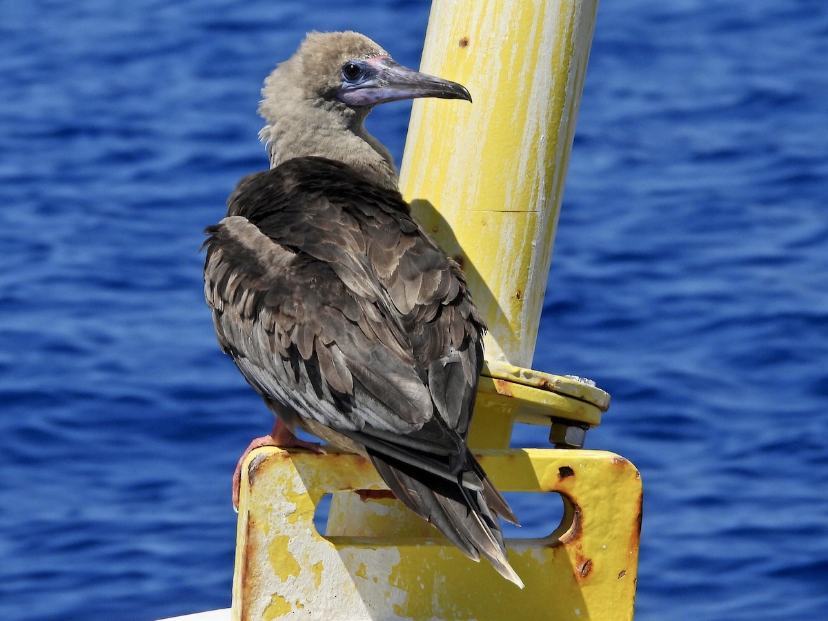 Red-footed Booby - Ron Pozzi
