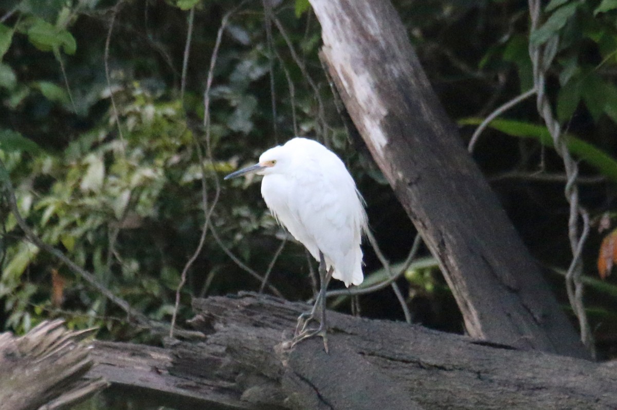 Little Egret (Australasian) - ML497249861