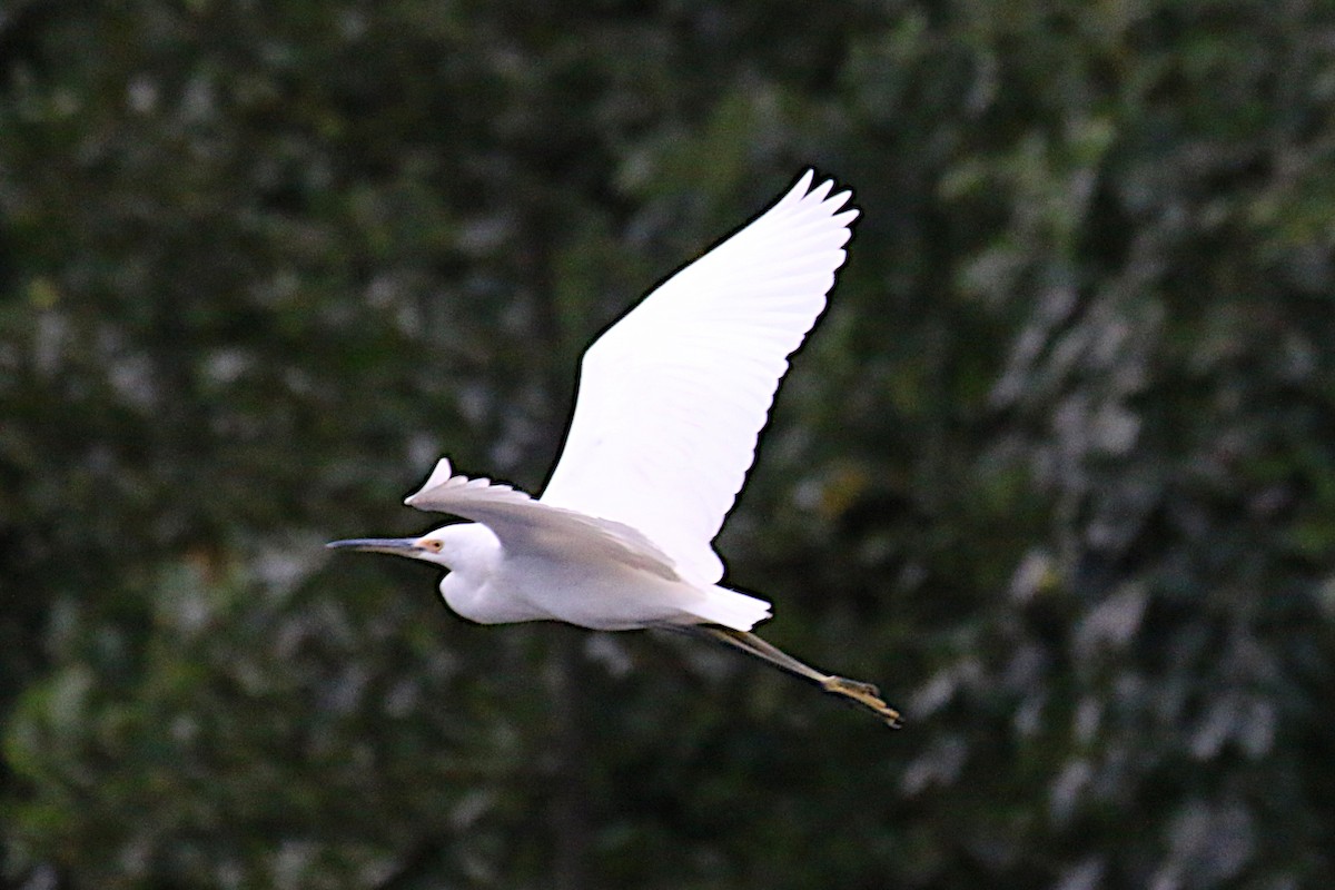 Little Egret (Australasian) - Leith Woodall