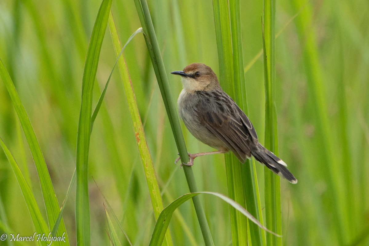 Carruthers's Cisticola - ML497250051