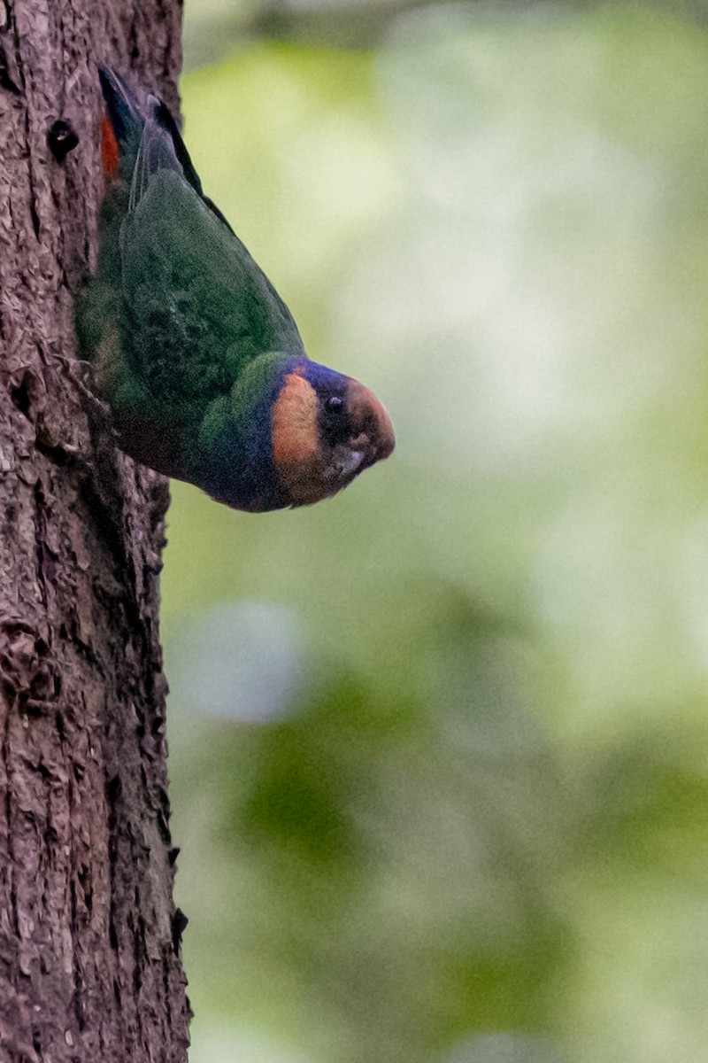 Red-breasted Pygmy-Parrot - ML497257651
