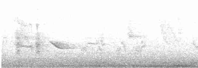 Окулярник сенегальський - ML497258501
