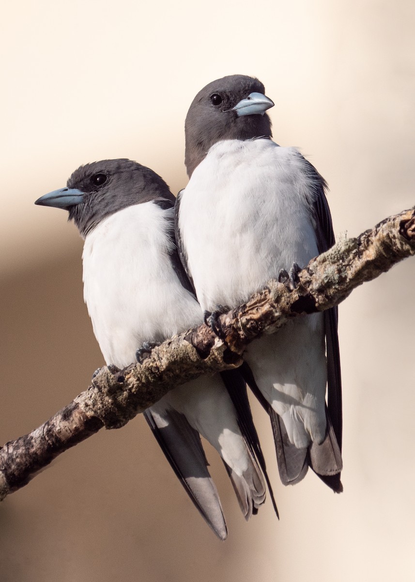 White-breasted Woodswallow - ML497258871