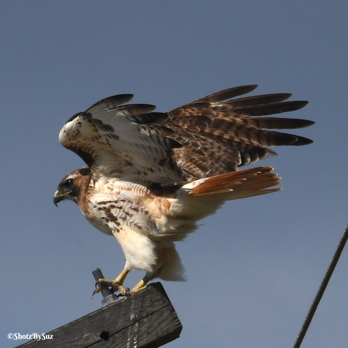 Red-tailed Hawk (umbrinus) - Suzanne Zuckerman