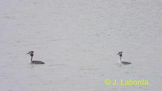 Great Crested Grebe - ML497261501