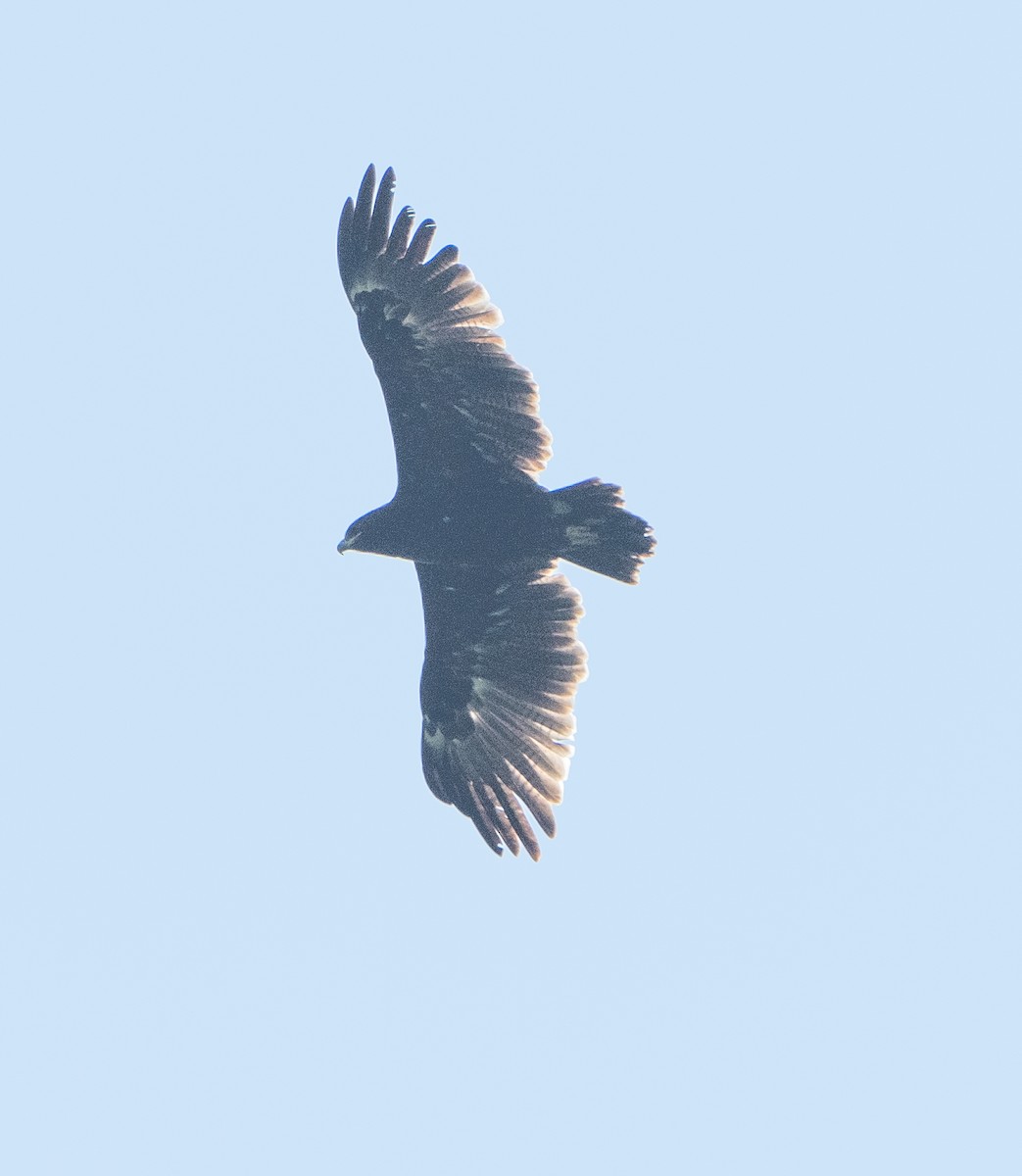 Greater Spotted Eagle - ML497262931