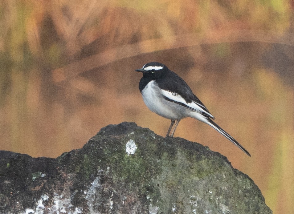 White-browed Wagtail - ML497262971