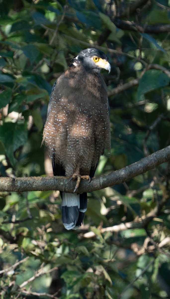 Crested Serpent-Eagle - ML497263811