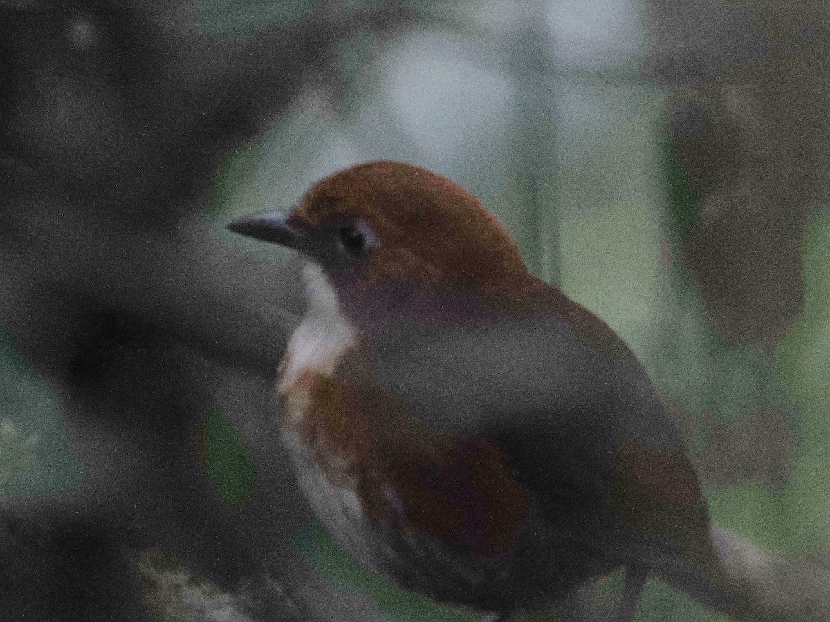 Red-and-white Antpitta - Scott (瑞興) LIN(林)