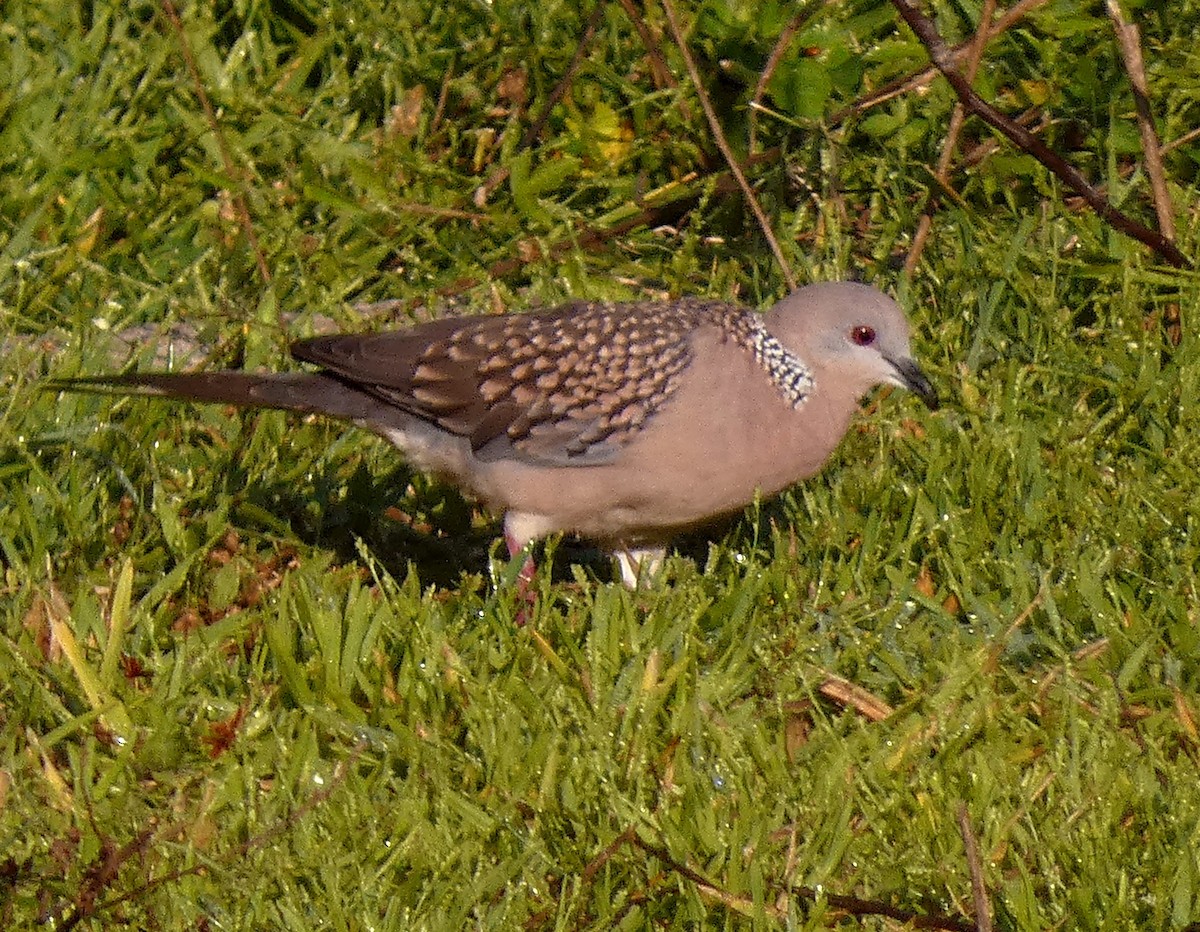 Spotted Dove - ML497265001