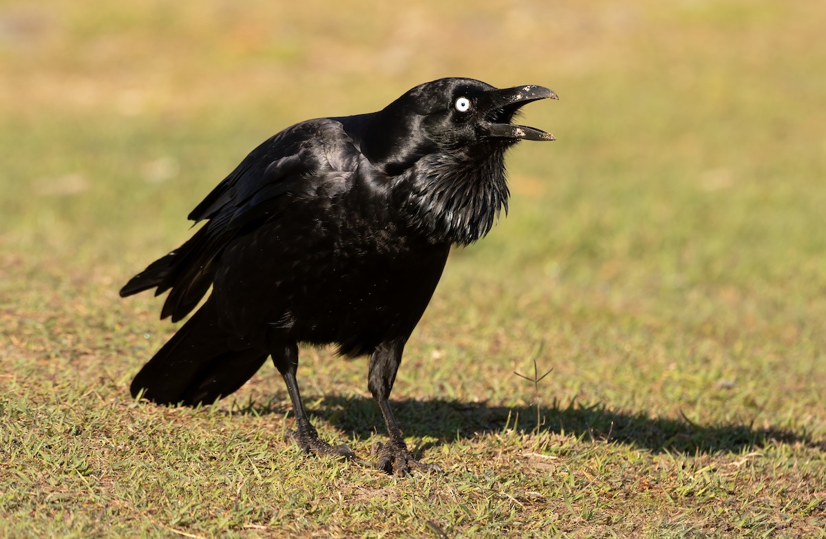 Australian Raven - ML497265361