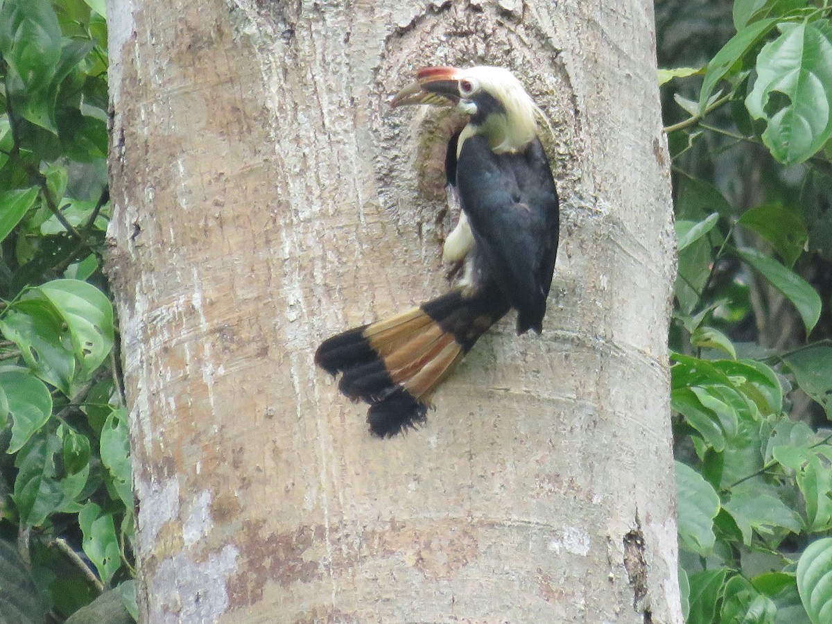 Mindanao Hornbill - Felix Neponcio Servita