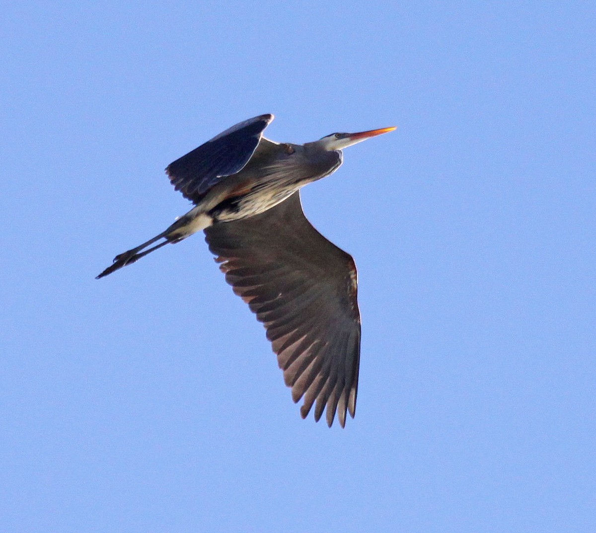 Great Blue Heron - Ken Schneider