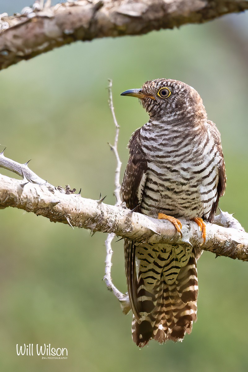 African Cuckoo - ML497280471