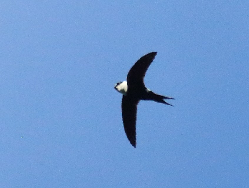 Lesser Swallow-tailed Swift - Feroze Omardeen