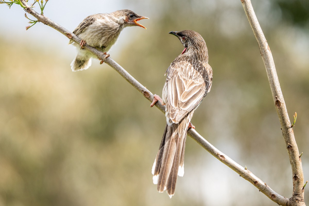 Red Wattlebird - Duncan Henderson