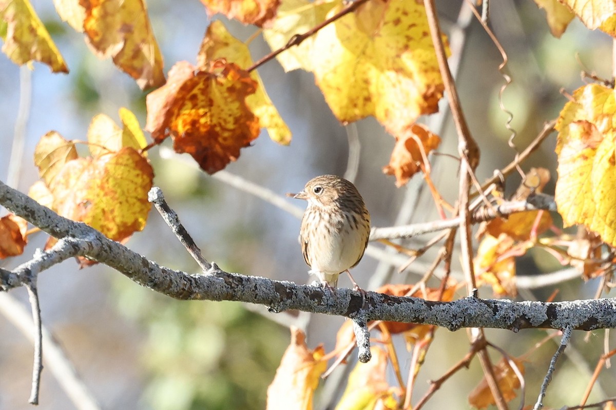 Vesper Sparrow - Susan Francesco