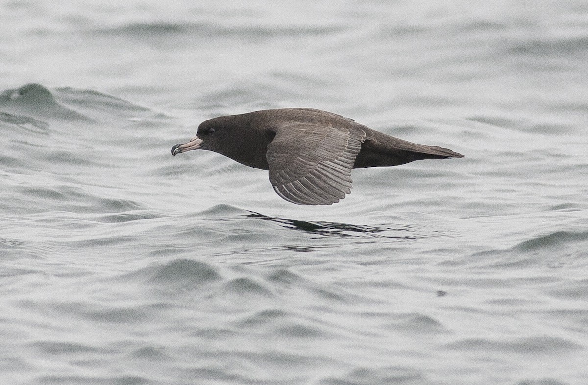 Flesh-footed Shearwater - ML49728751