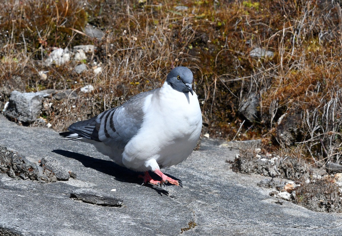 Snow Pigeon - ML497293161