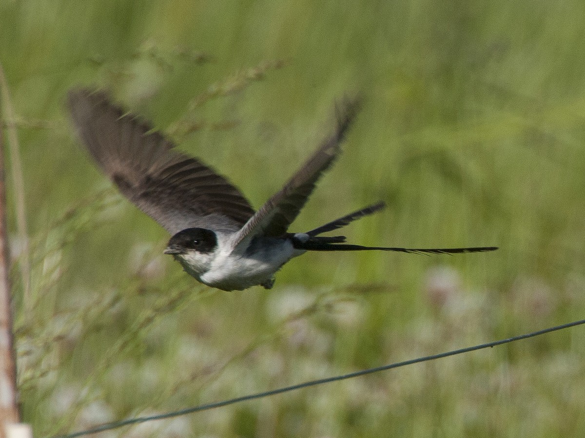 Fork-tailed Flycatcher - Jeffrey Moore