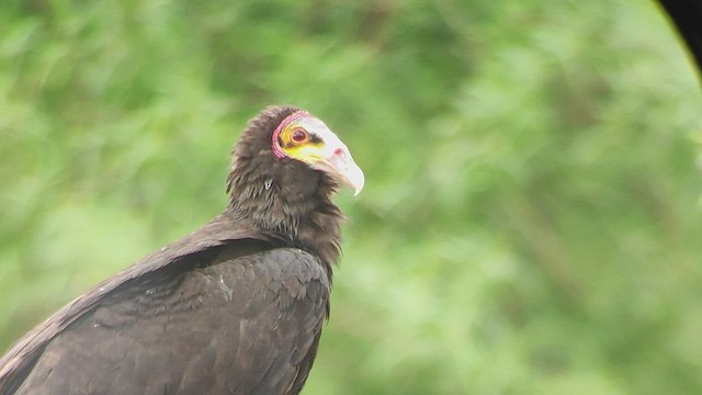 Lesser Yellow-headed Vulture - ML497295671