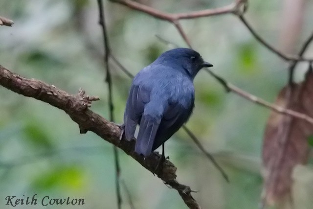 Blue-gray Robin - ML497301171