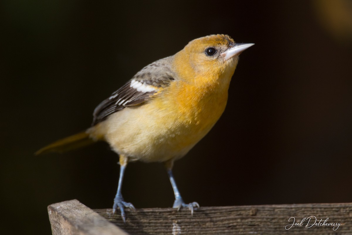 ML497301891 - Baltimore Oriole - Macaulay Library