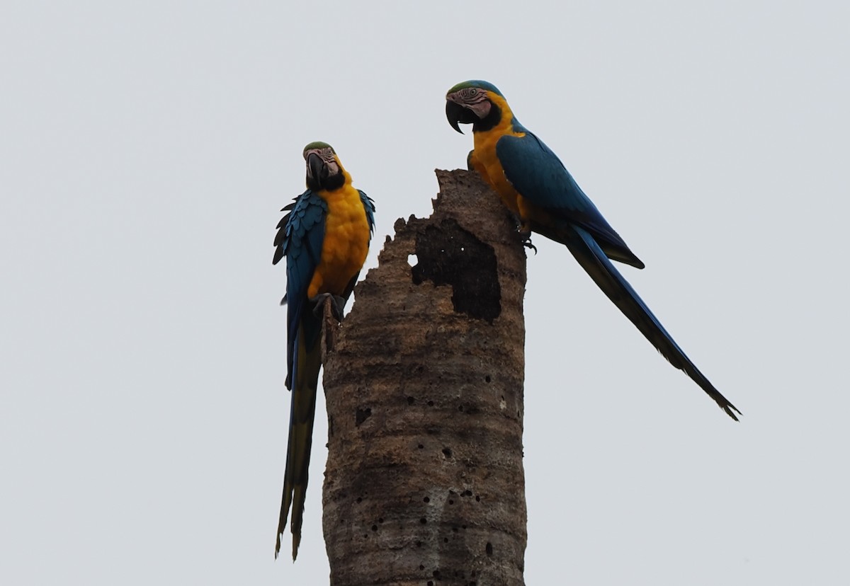 Blue-and-yellow Macaw - ML497304281