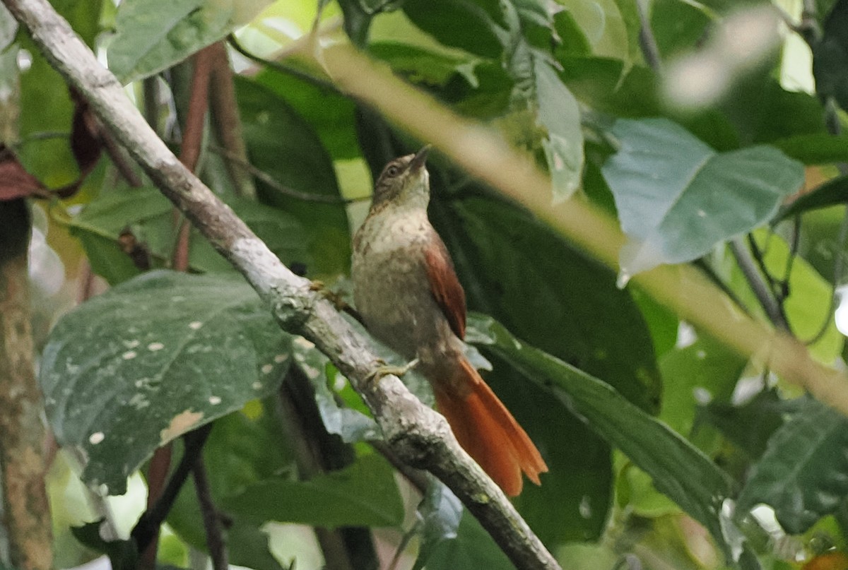 Speckled Spinetail - Scott (瑞興) LIN(林)