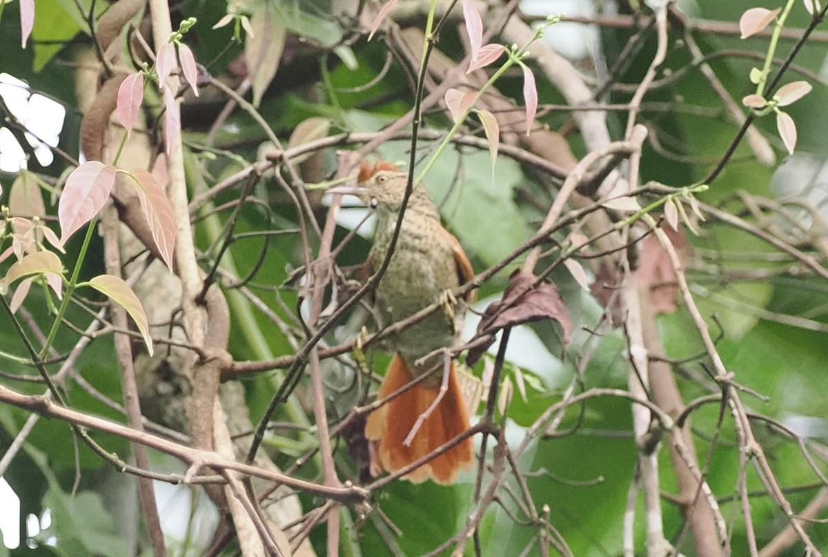 Speckled Spinetail - ML497306541