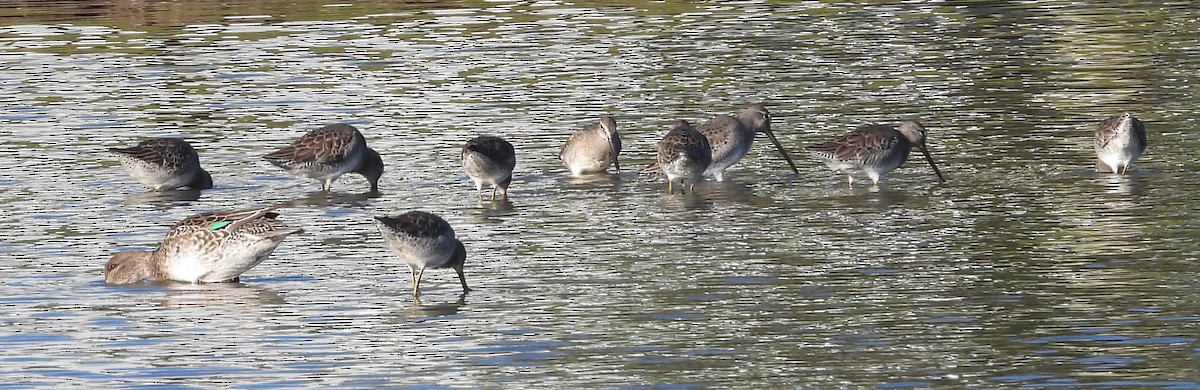 Long-billed Dowitcher - Christine Rowland