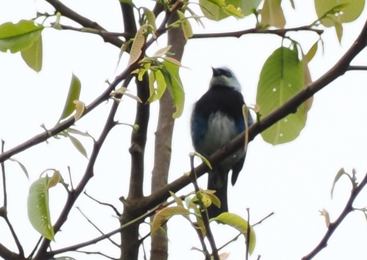Masked Tanager - Scott (瑞興) LIN(林)