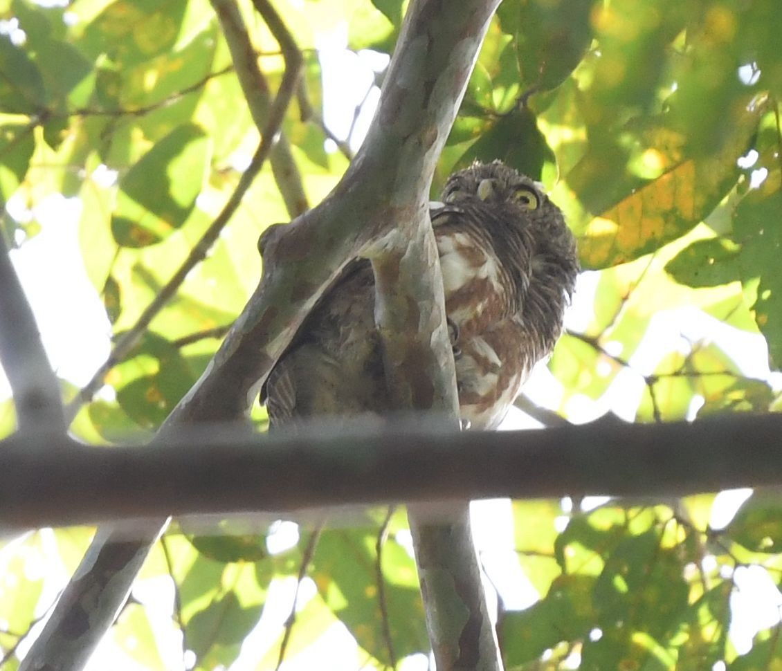Asian Barred Owlet - ML497309061