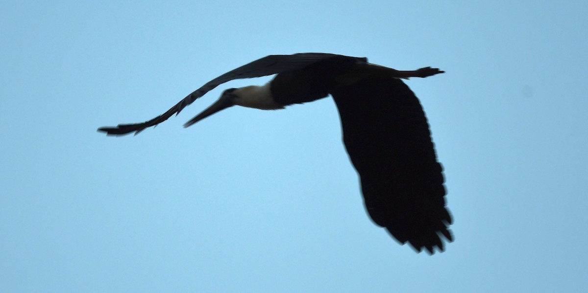 Asian Woolly-necked Stork - ML497311281
