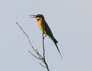 Blue-tailed Bee-eater - ML497311951