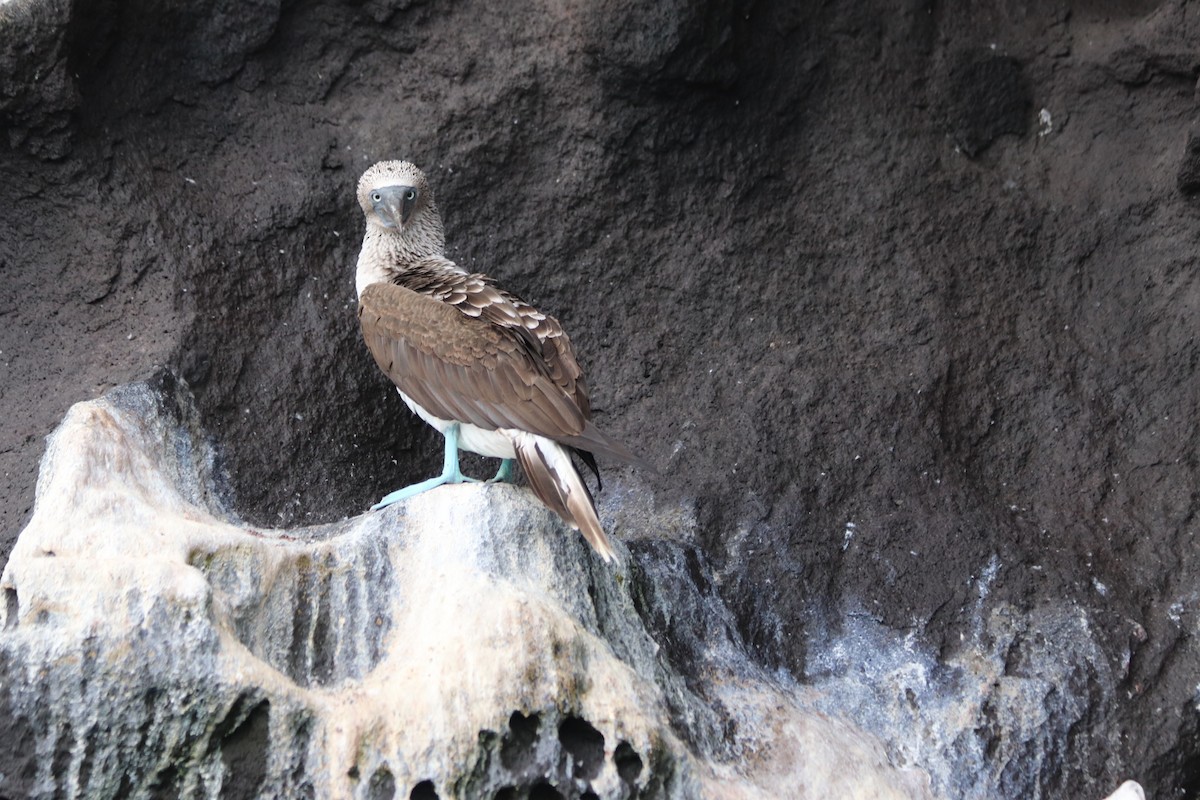 Blue-footed Booby - ML497315601