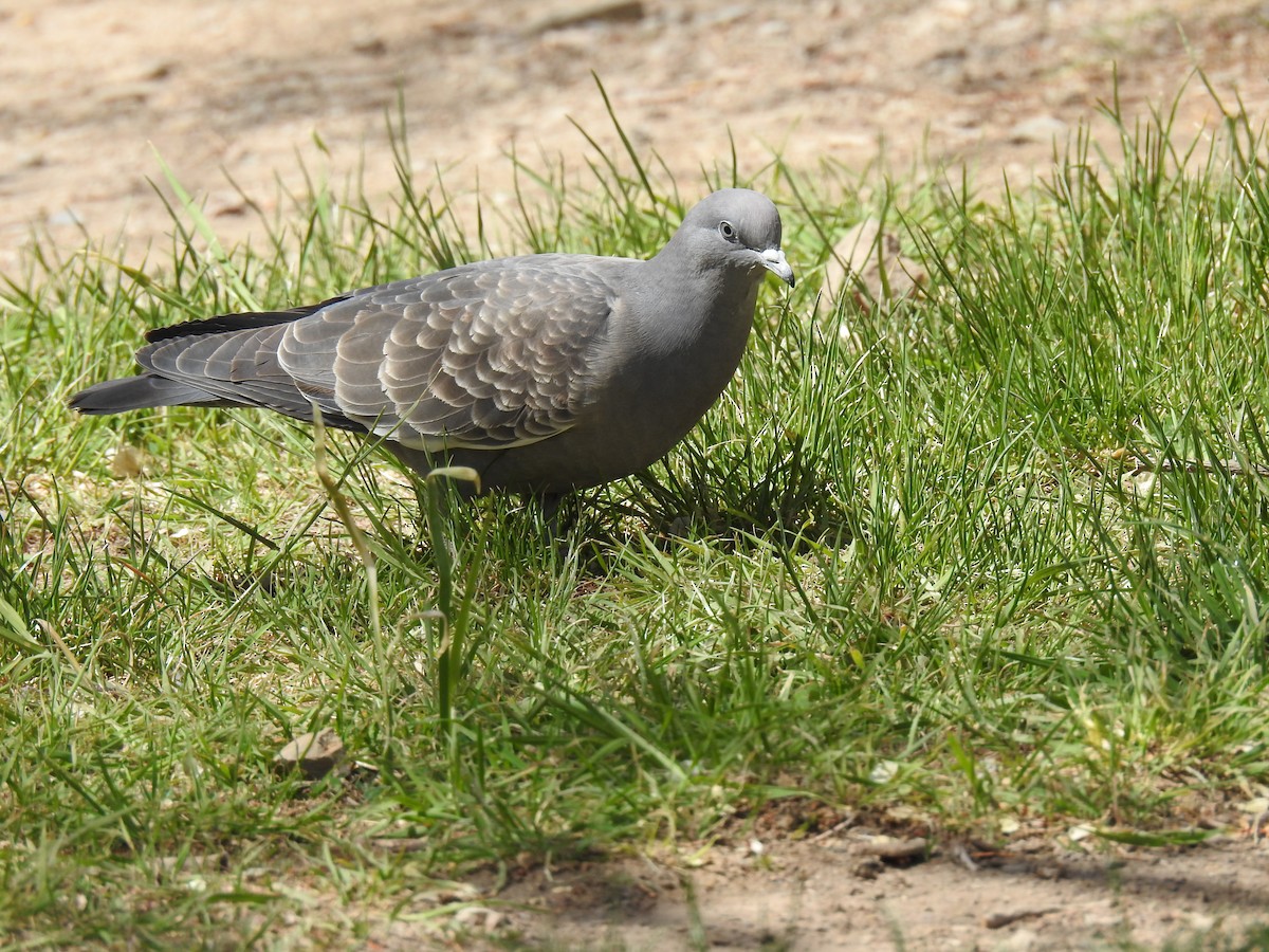 Spot-winged Pigeon - ML497324391