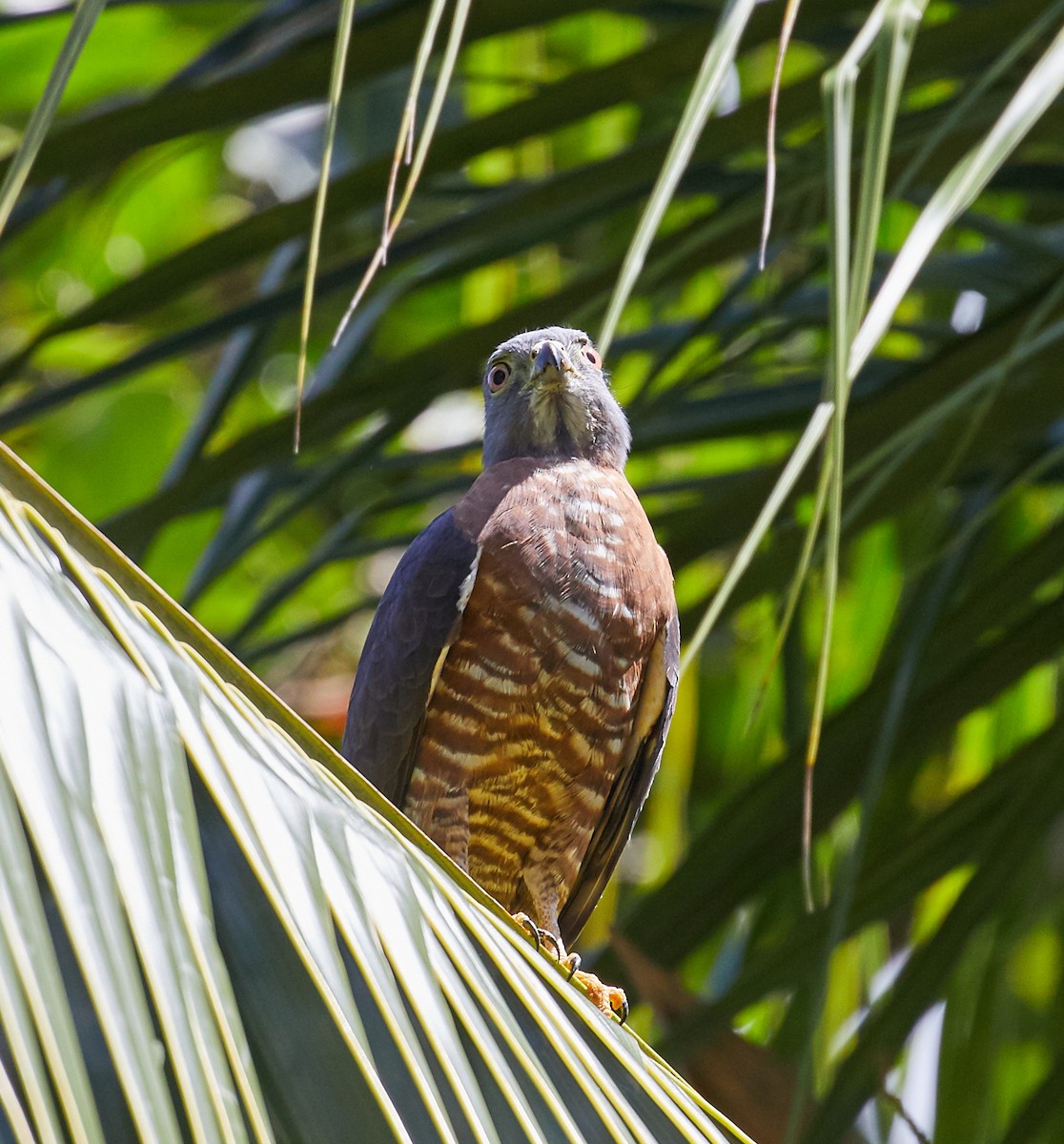 Double-toothed Kite - Brooke Miller