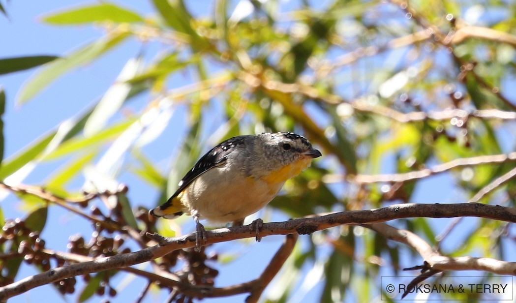 Spotted Pardalote - Roksana and Terry