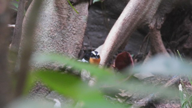  - Tanimbar Flycatcher