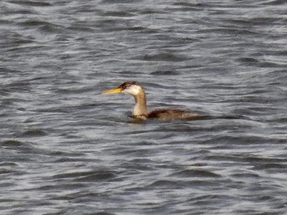 Red-necked Grebe - ML497336381