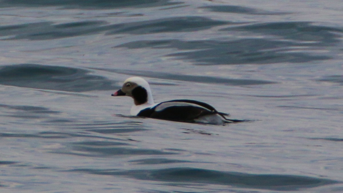 Long-tailed Duck - ML49735221