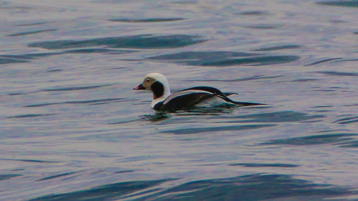 Long-tailed Duck - ML49735231