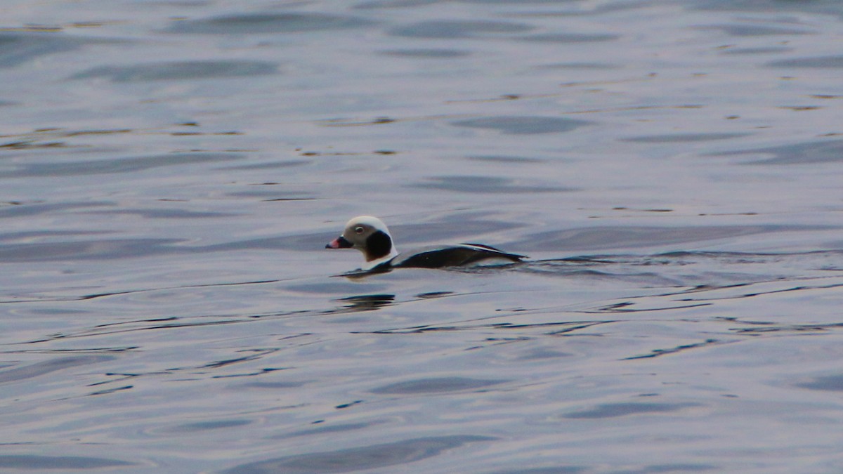 Long-tailed Duck - ML49735241