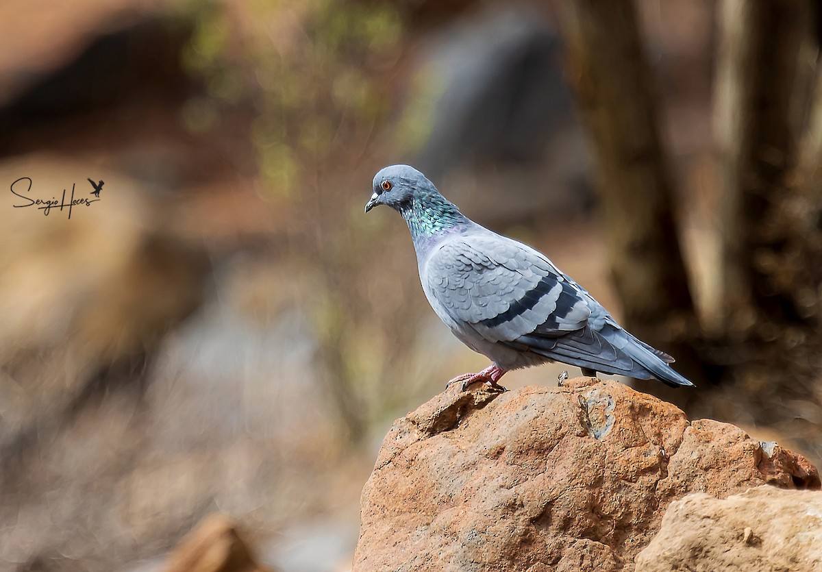 Rock Pigeon - ML497358121