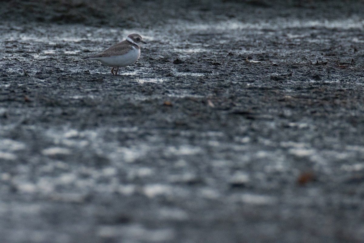 Semipalmated Plover - ML497359281