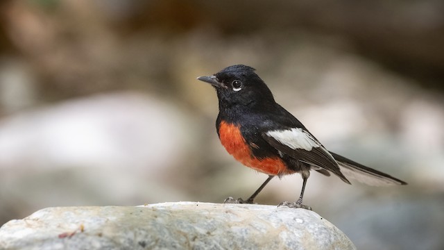 painted redstart