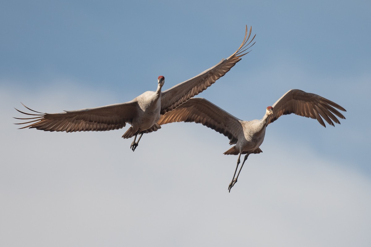 eBird Checklist - 25 Oct 2022 - Mill Creek Wildlife Sanctuary ...